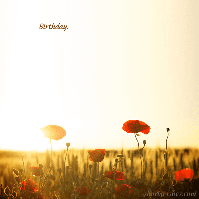 E-card with a field of poppies drowning in the sun