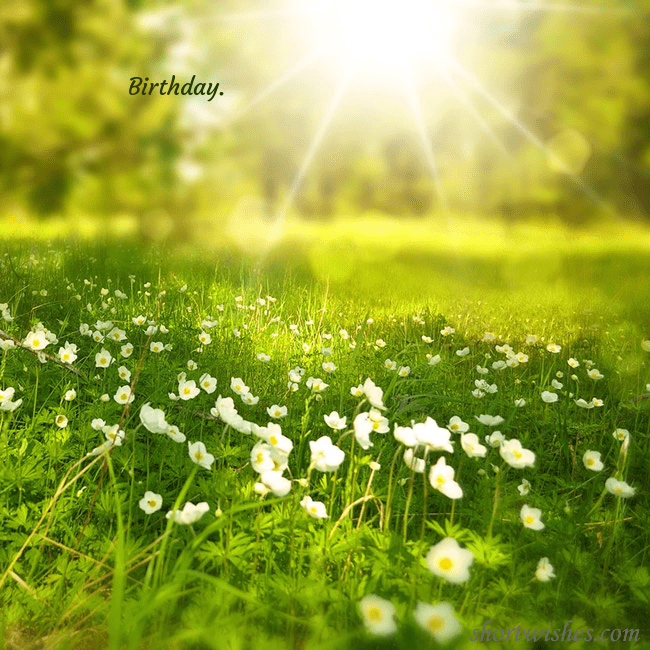 Electronic postcard with a meadow drowning in sunlight