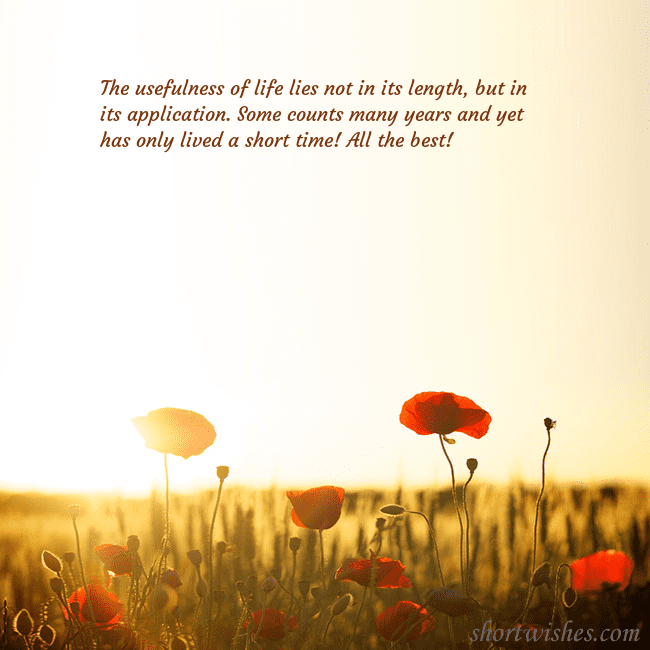 E-card with a field of poppies drowning in the sun