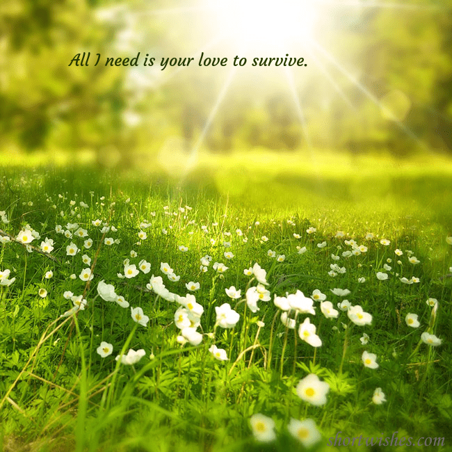 Electronic postcard with a meadow drowning in sunlight