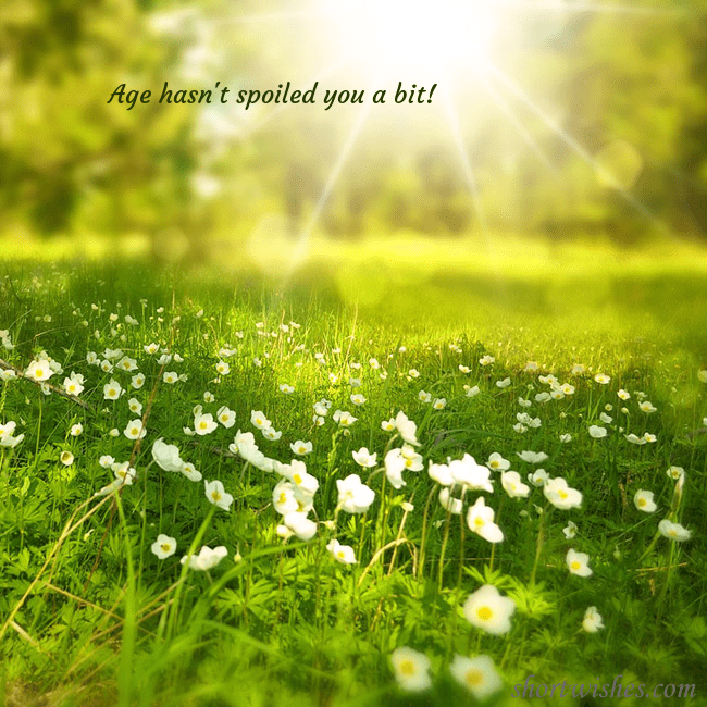 Electronic postcard with a meadow drowning in sunlight