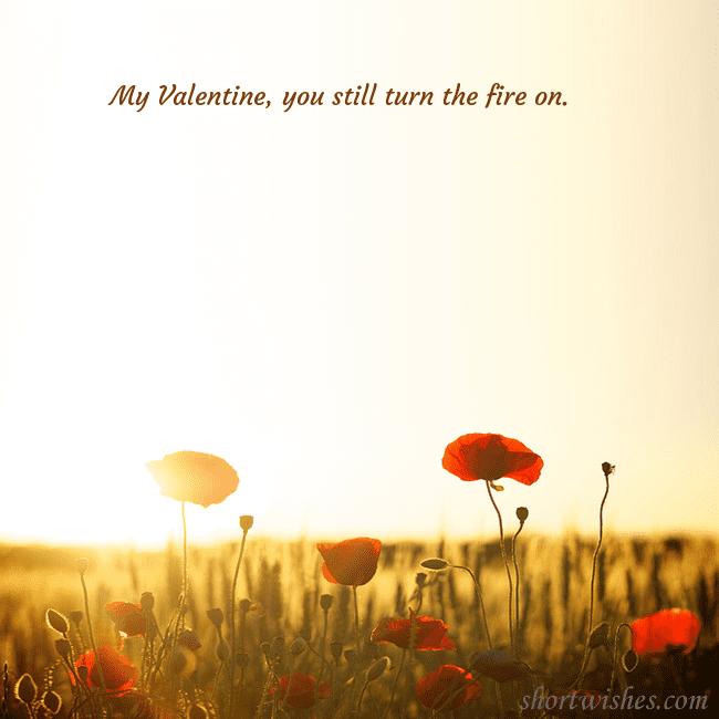 E-card with a field of poppies drowning in the sun