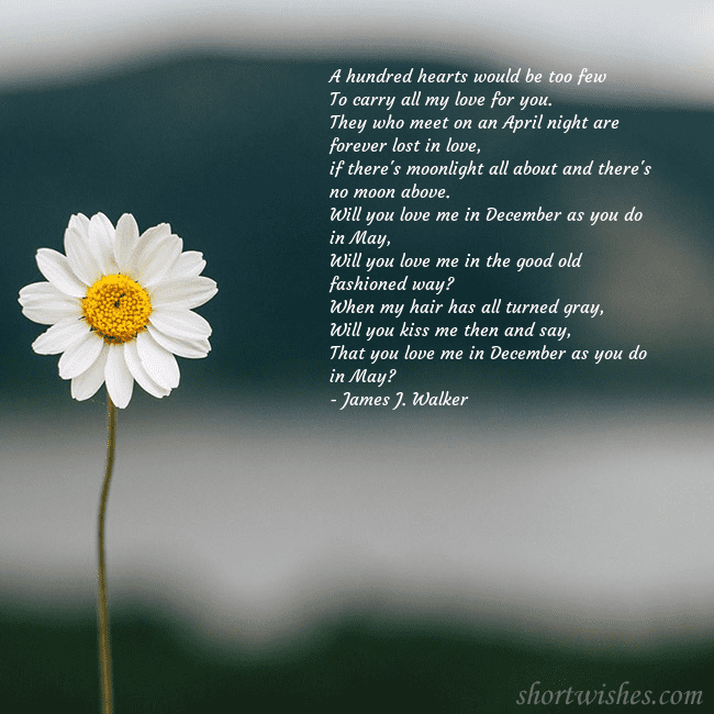 E-card with a daisy