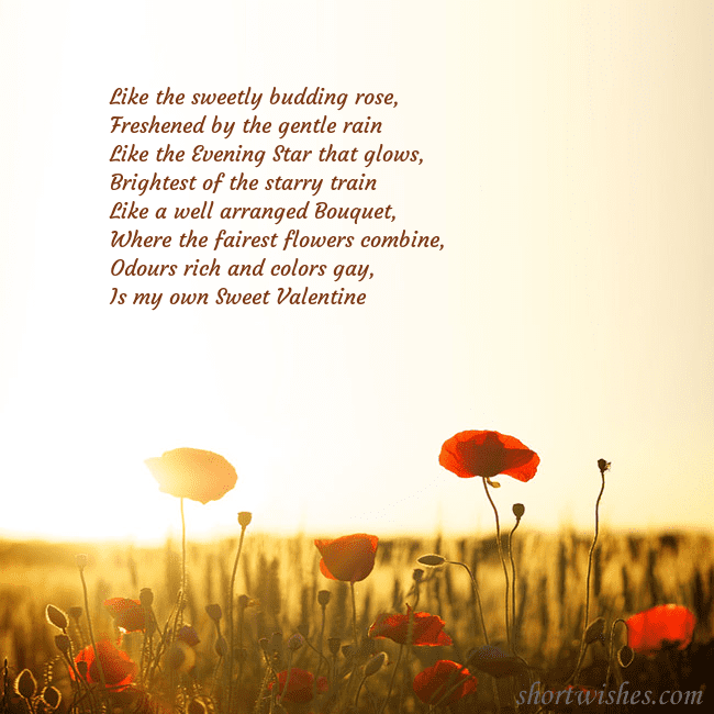 E-card with a field of poppies drowning in the sun