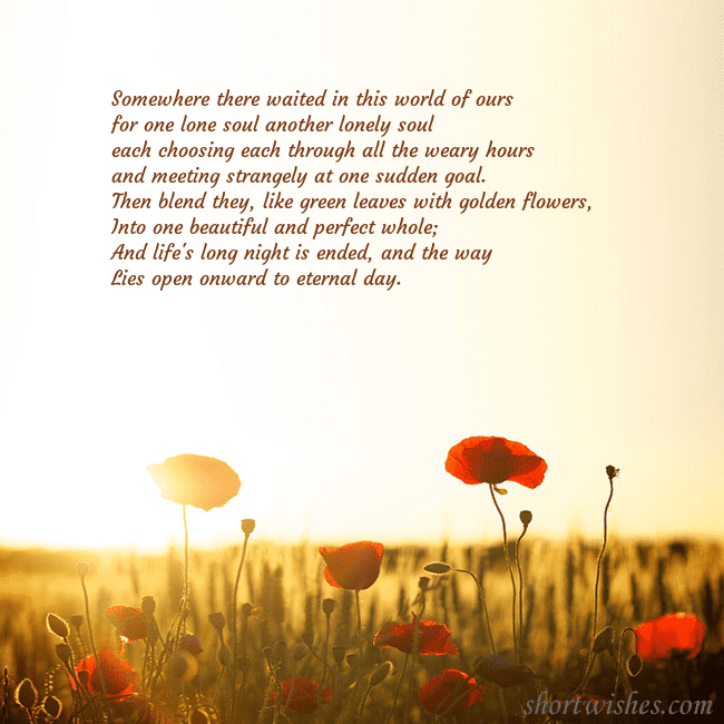 E-card with a field of poppies drowning in the sun