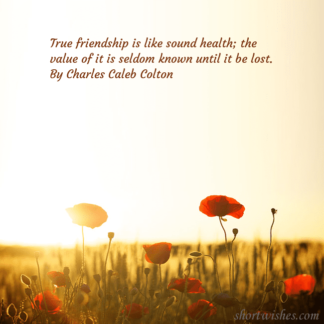 E-card with a field of poppies drowning in the sun