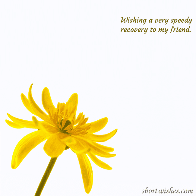 Postcard with a yellow flower