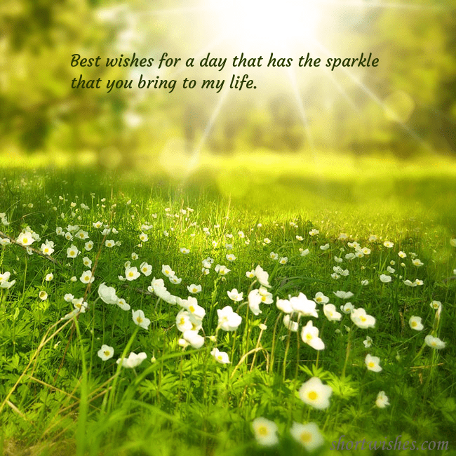 Electronic postcard with a meadow drowning in sunlight