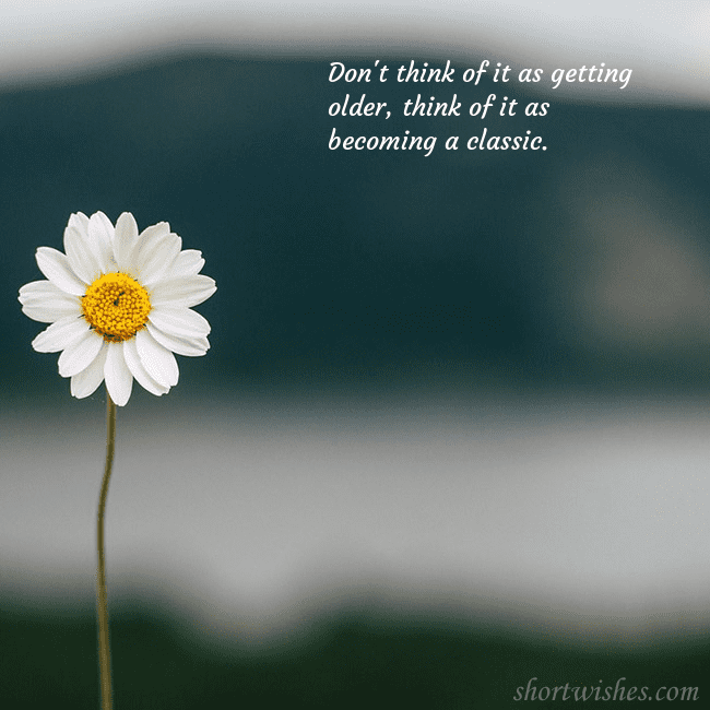 E-card with a daisy