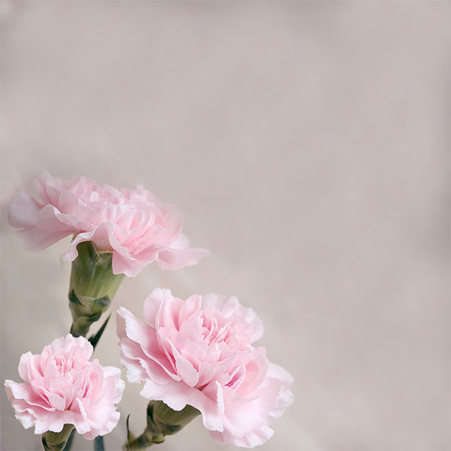 Mother Day Card Postcard with pink carnations