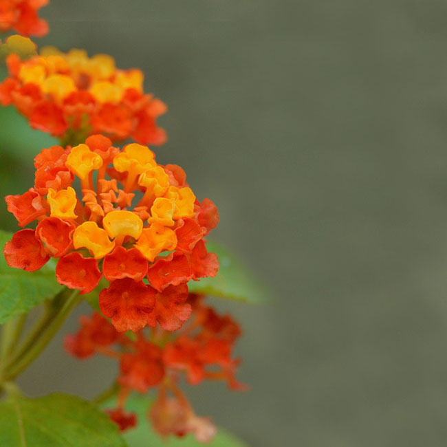 Mother Day Card E-card with orange flowers