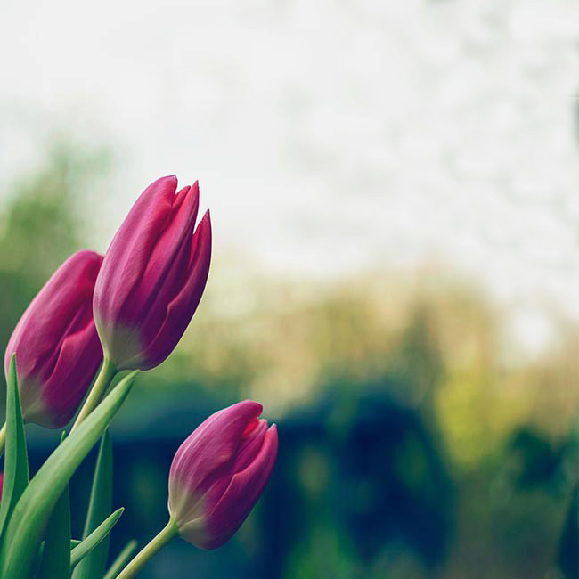 Greeting Cards for friends Ecard with three red tulips